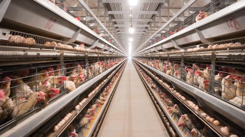 Modjo Poultry Farm - layer house